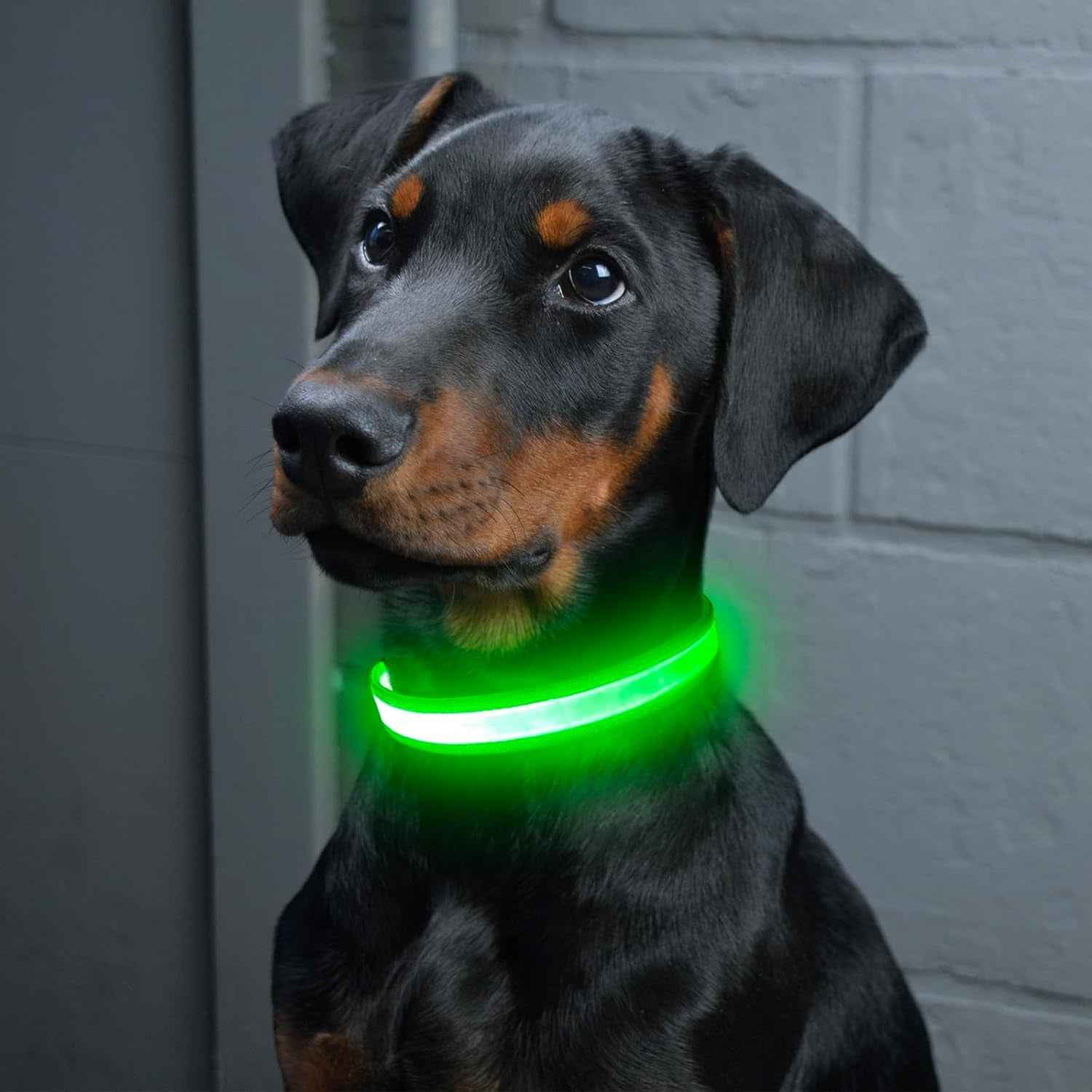 LED Dog Collar, Light up Dog Collar Adjustable USB Rechargeable Super Bright Safety Light Glowing Collars for Dog(Small,Green) - Clickitcome